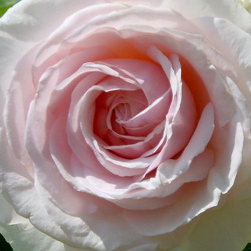 Bianco, il centro coperto di rosa - rose climber